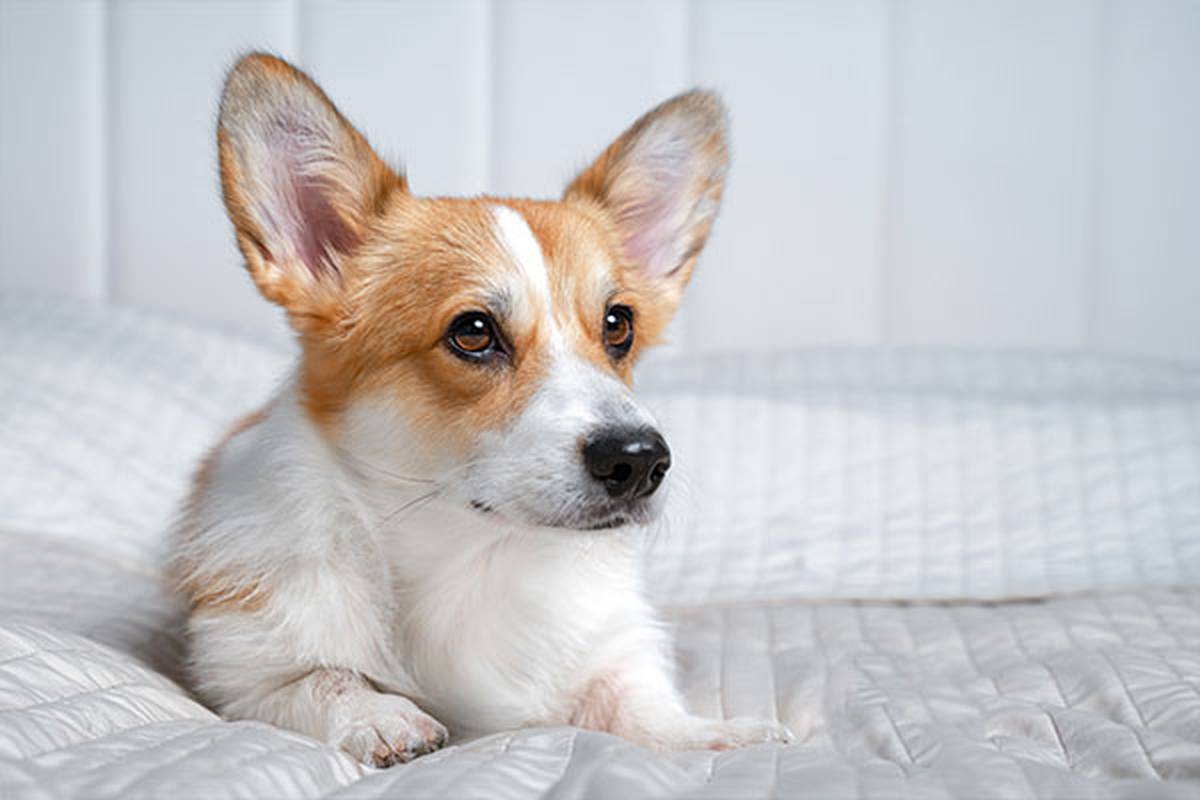 1. selecciona una habitación pet friendly Hotel ILUNION Valencia 3