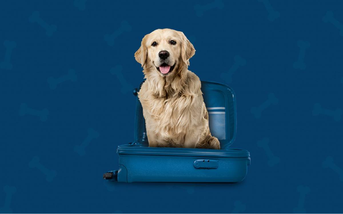 Somos pet friendly Hotel ILUNION Valencia 3 Somos pet friendly Hotel ILUNION Valencia 3