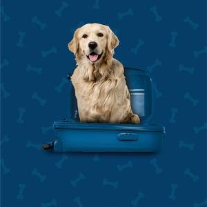 Pet Friendly Hotel ILUNION Valencia 3 Valencia