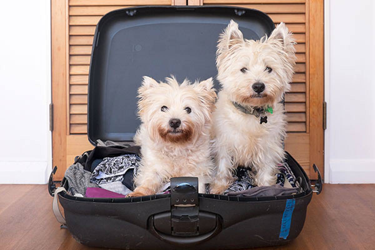 2. informarnos de tu mascota Hotel ILUNION Valencia 3