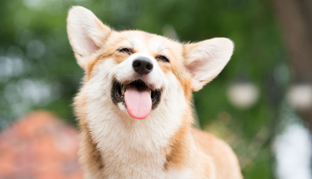 Consulta los establecimientos donde puedes traer a tu mascota Hotel ILUNION Valencia 3